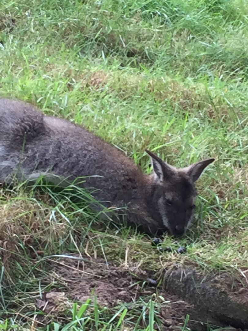 Resting Red-Necked Wallaby