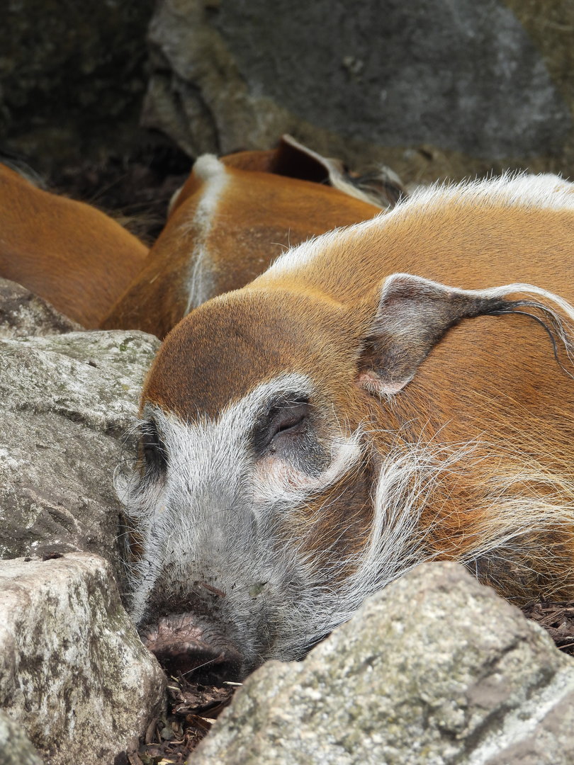 Resting Red River Hog- 10th July 2023