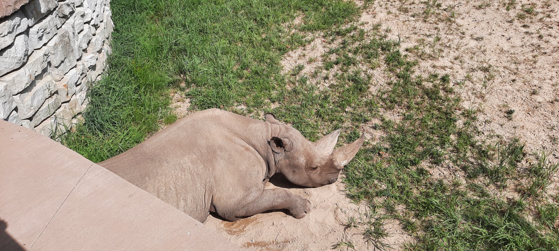 Resting Rhino (Forrest)