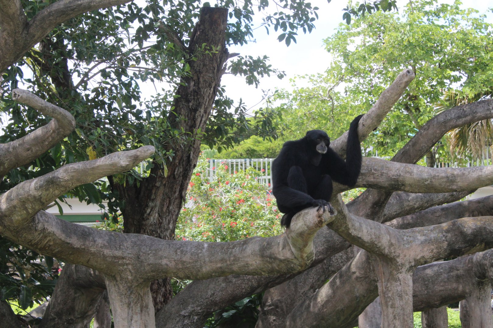 Resting Siamang
