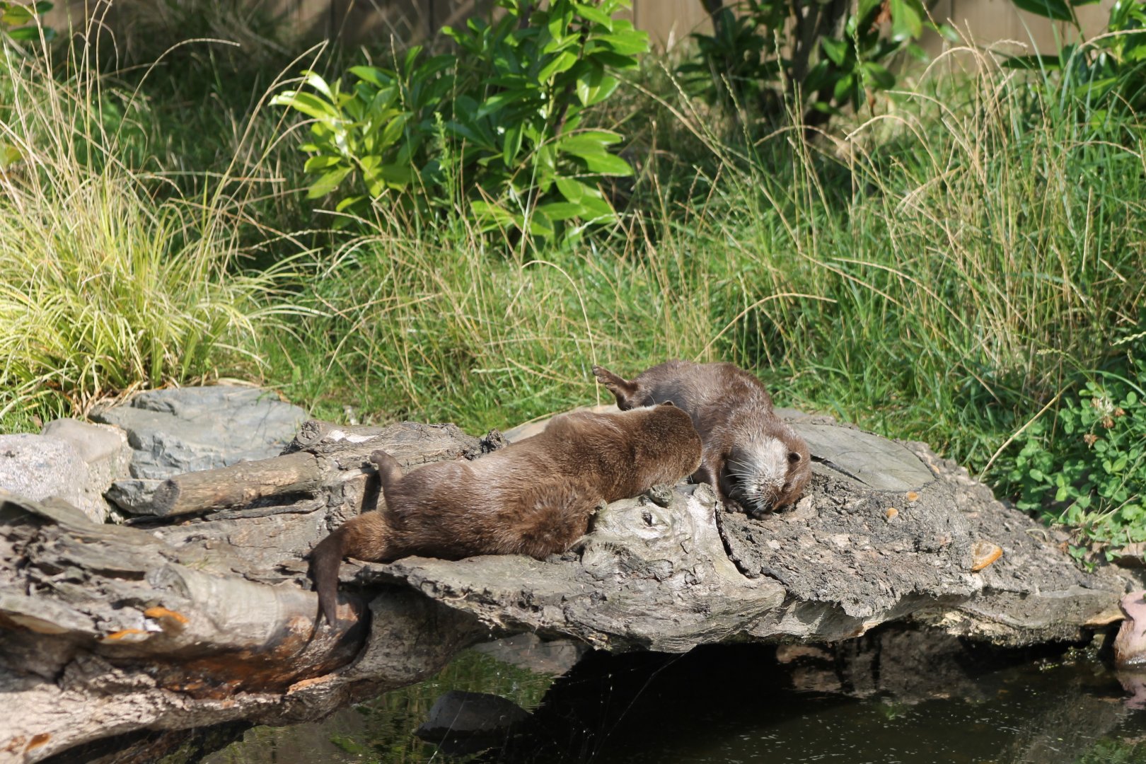 Resting Small-clawed otters