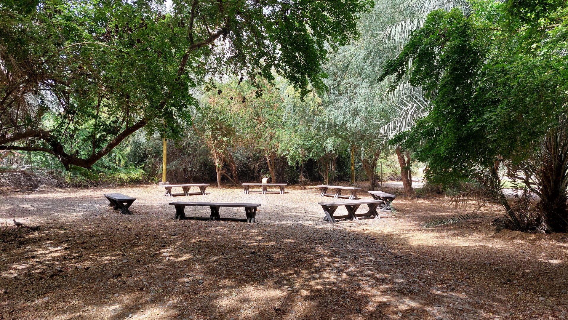 Resting spot with gazelles