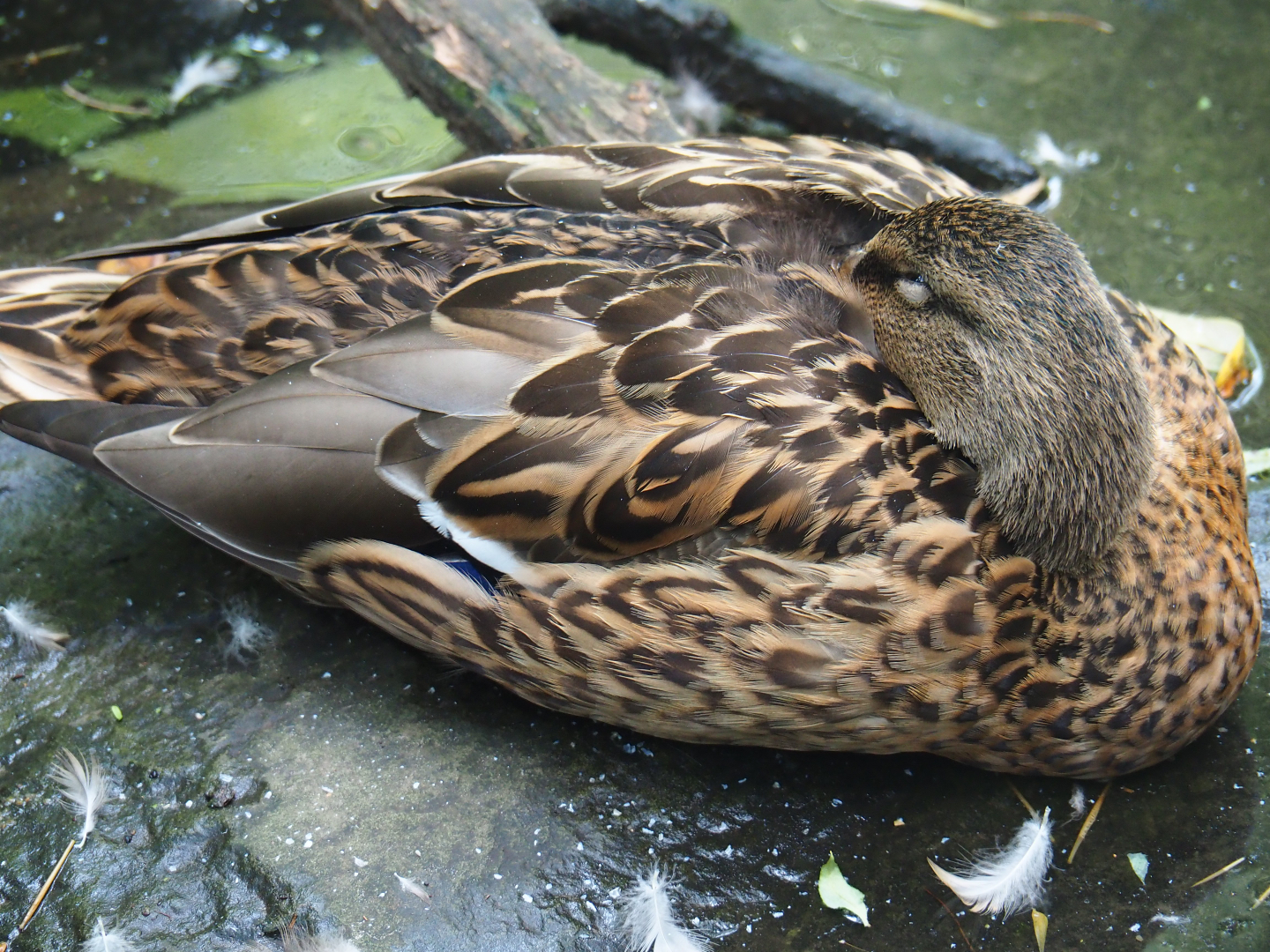 Resting wild female mallard (Anas platyrhynchos), 2019-08-11