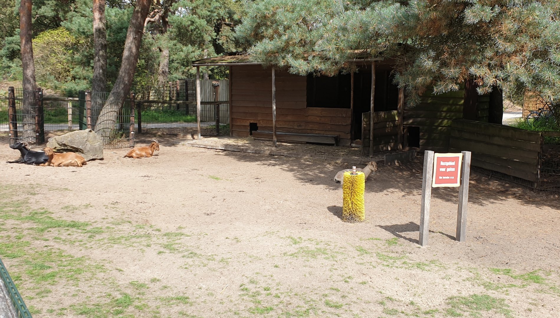Resting-zone Goats - Petting Farm