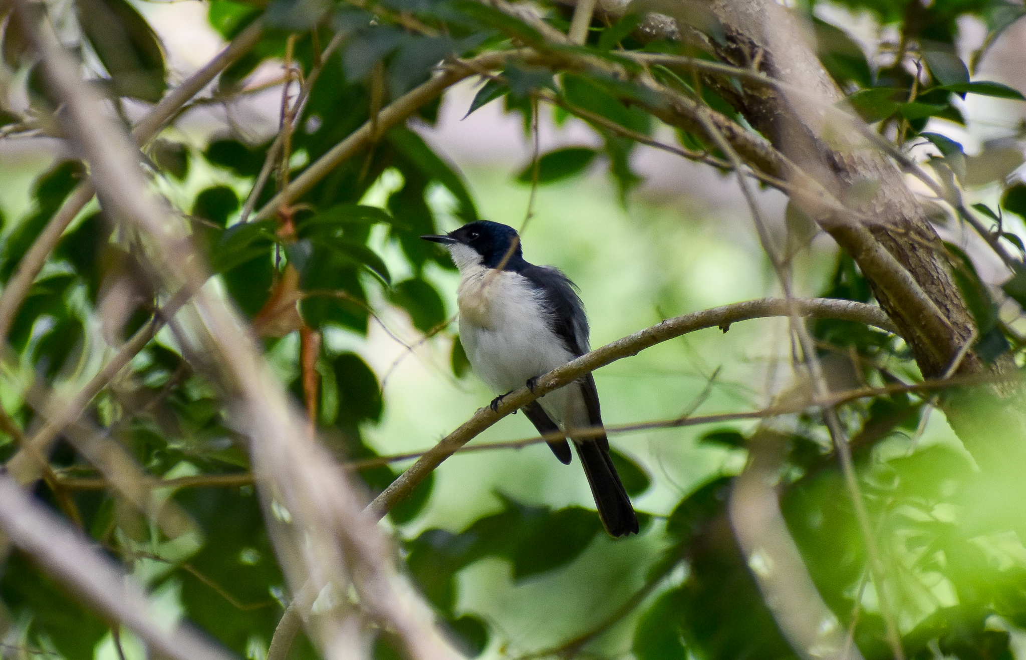 Restless Flycatcher (Myiagra inquieta)