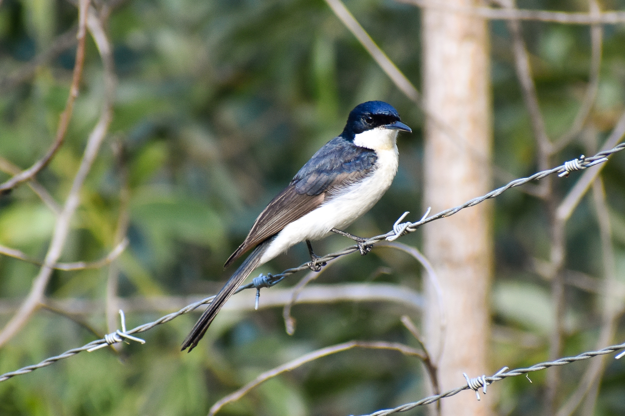 Restless Flycatcher (Myiagra inquieta