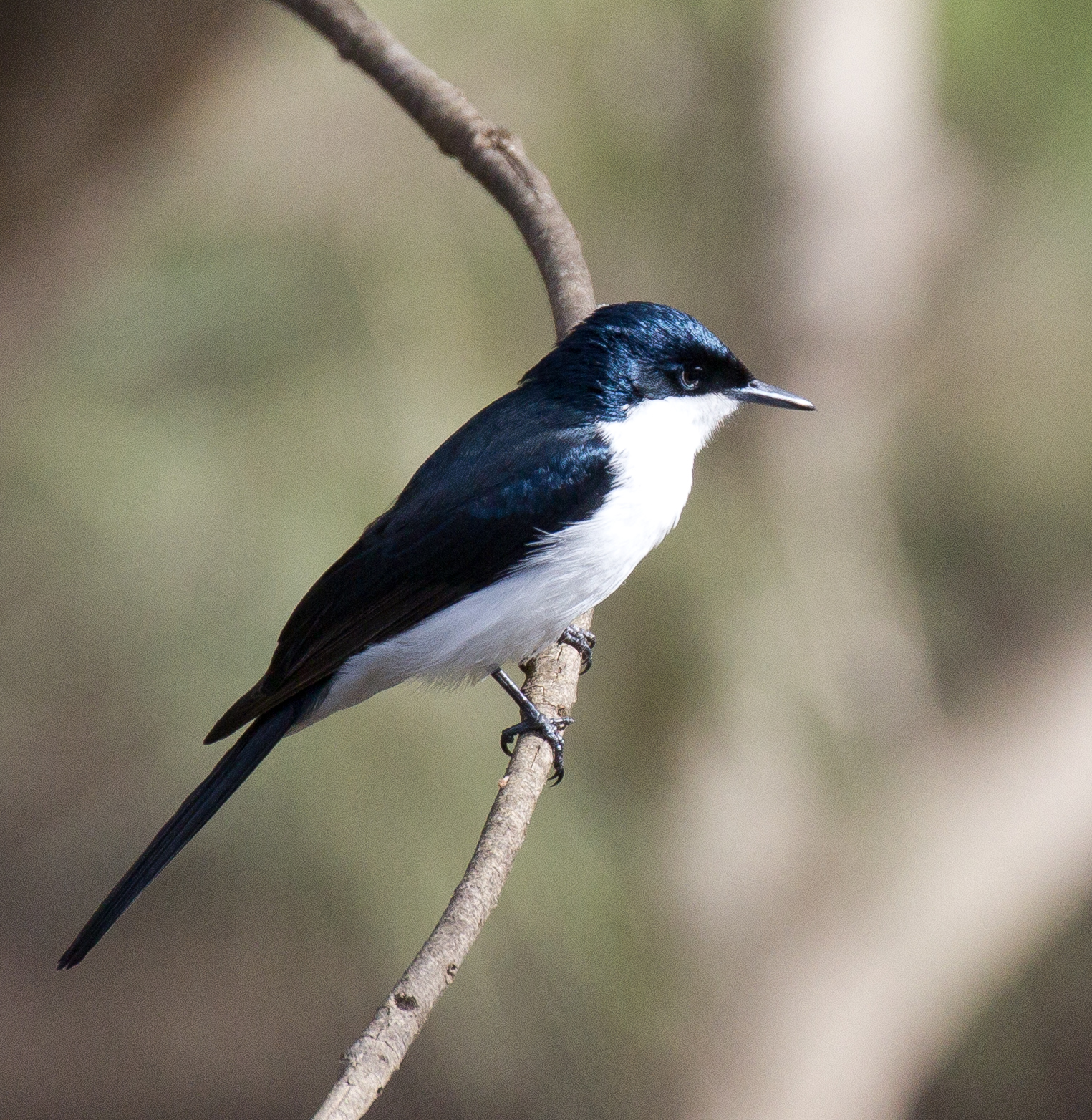Restless Flycatcher