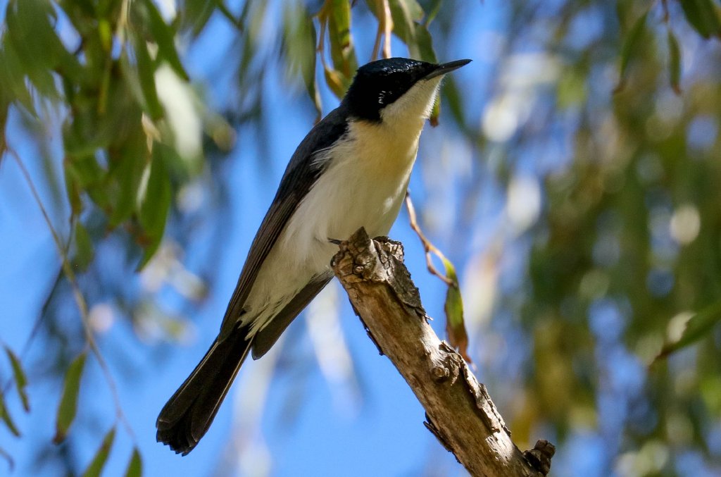 Restless Flycatcher