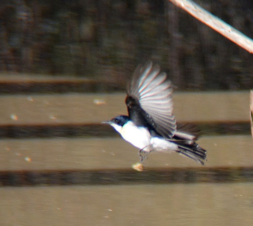 Restless flycatcher.