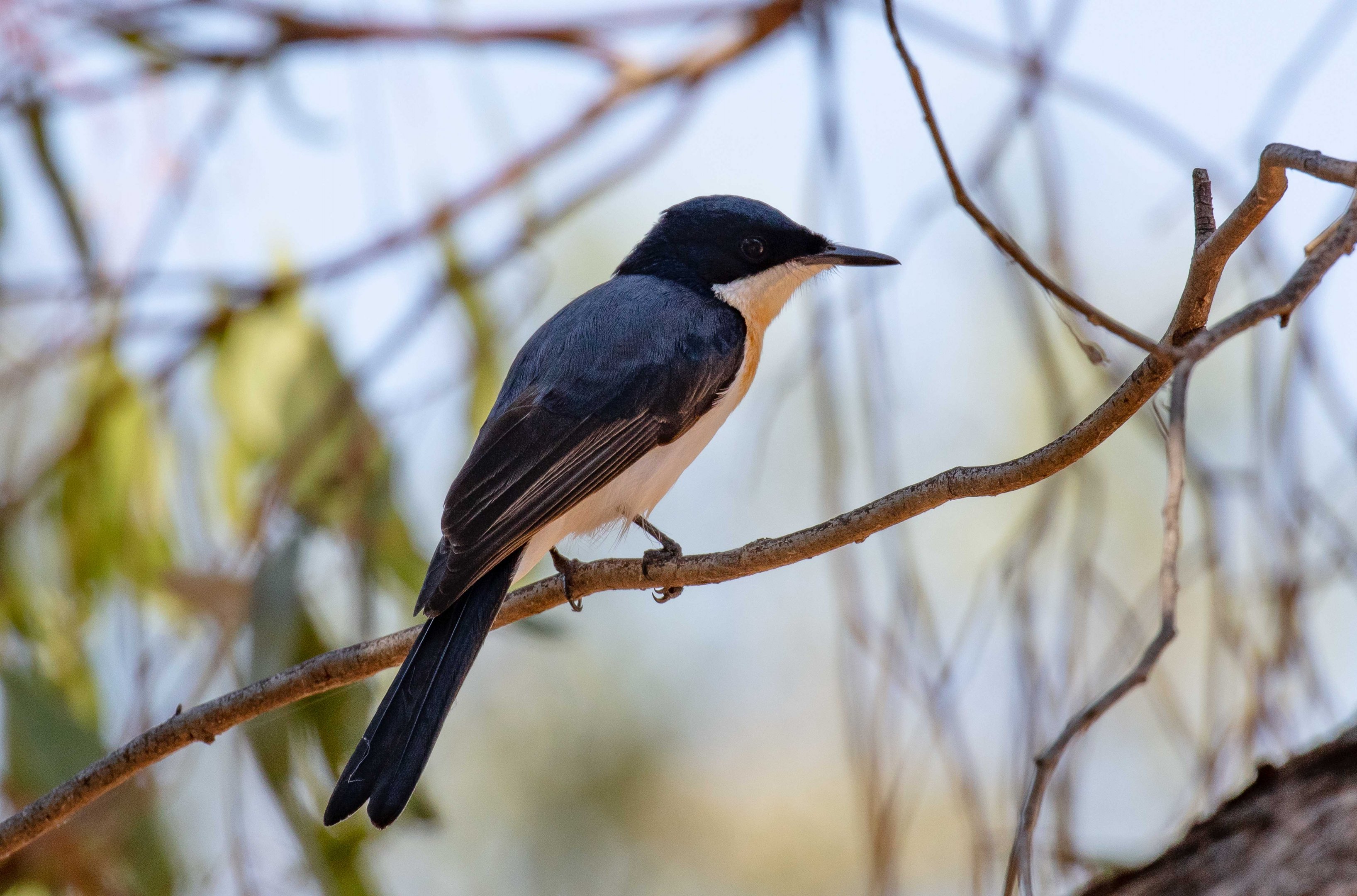 Restless Flycatcher