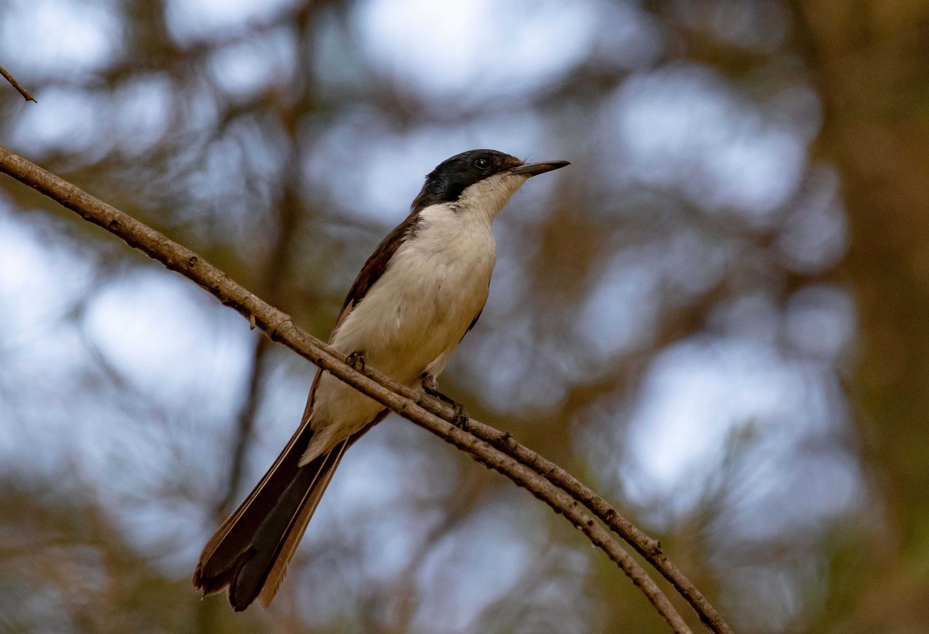 Restless Flycatcher