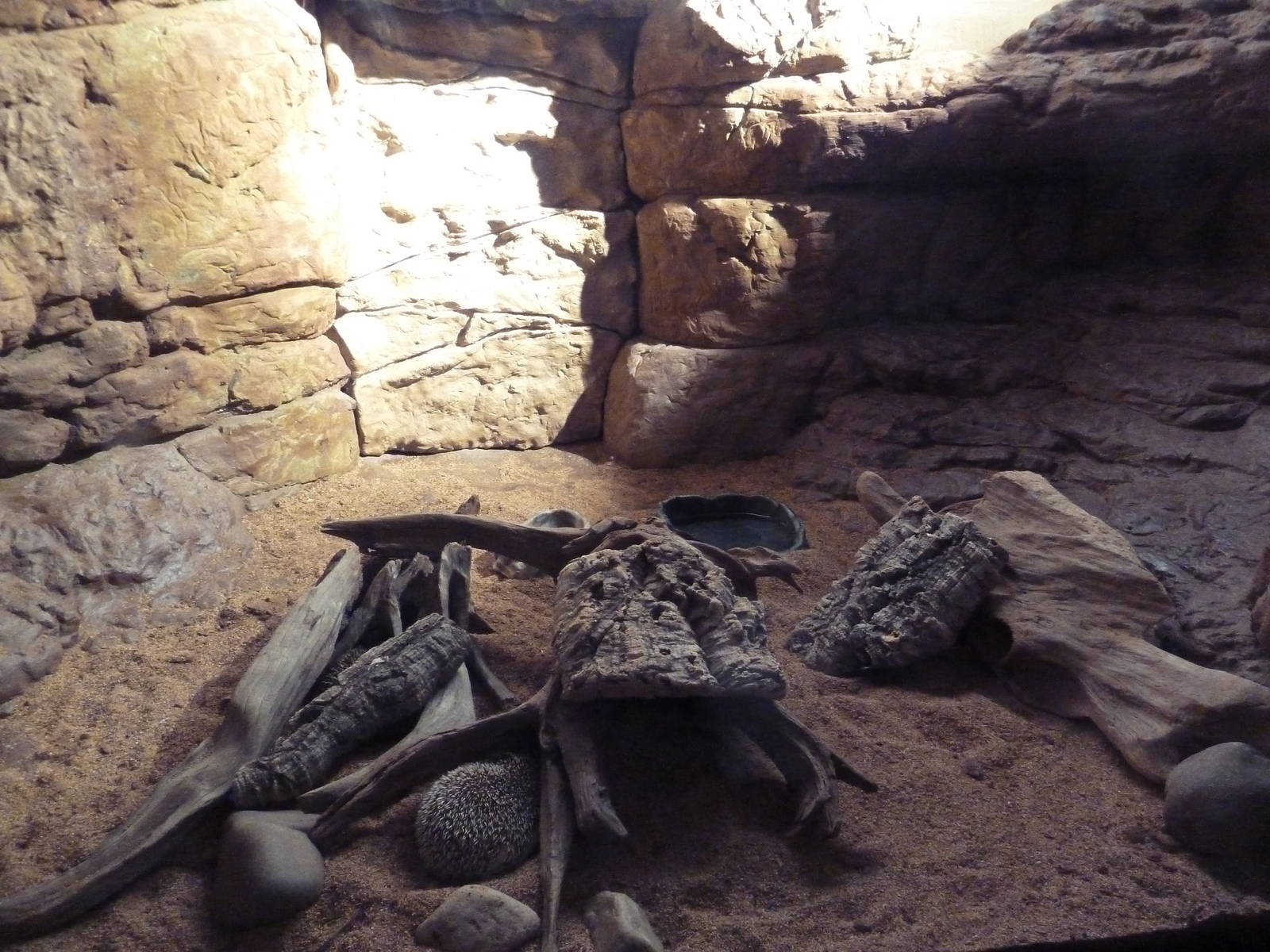 Restless Planet - Algerian Hedgehog Exhibit