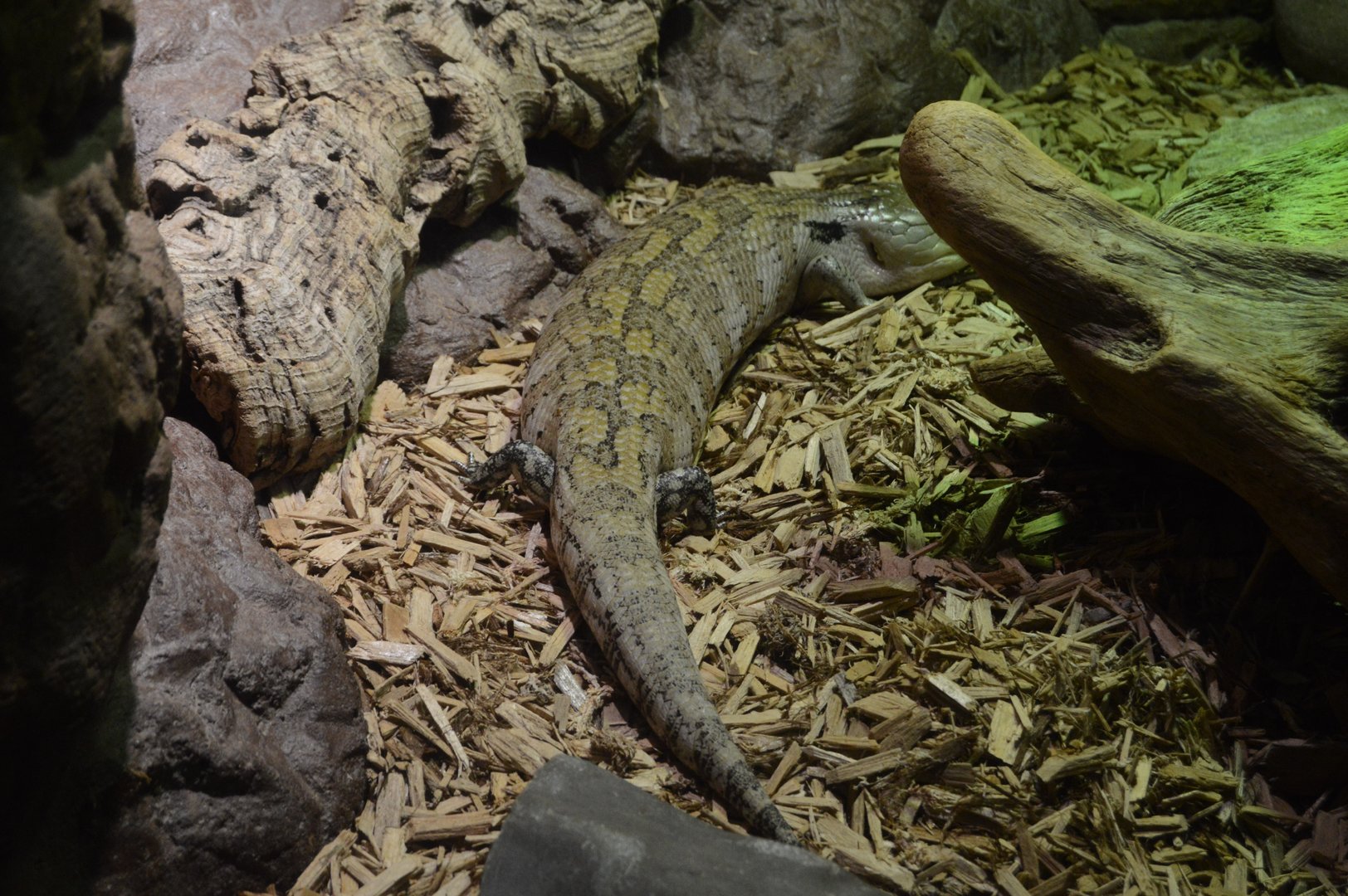 Restless Planet - Common Blue-tongued Skink (Tiliqua scincoides)