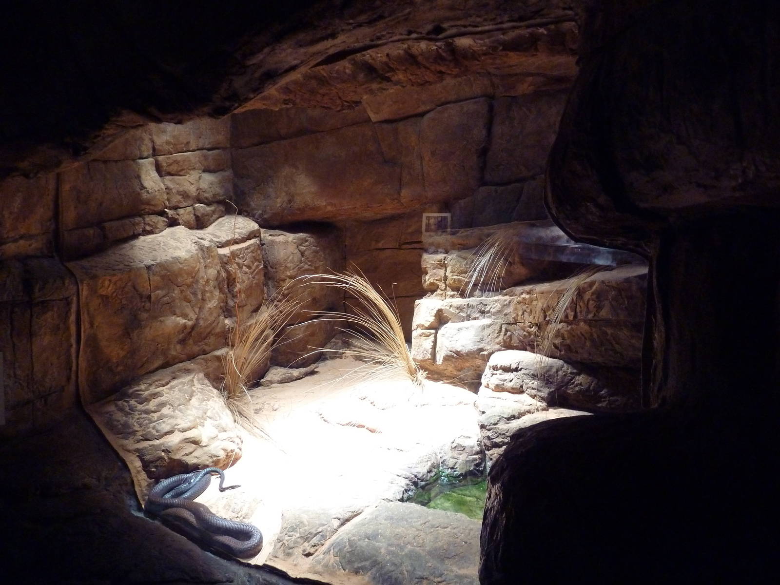 Restless Planet - Egyptian Cobra Exhibit