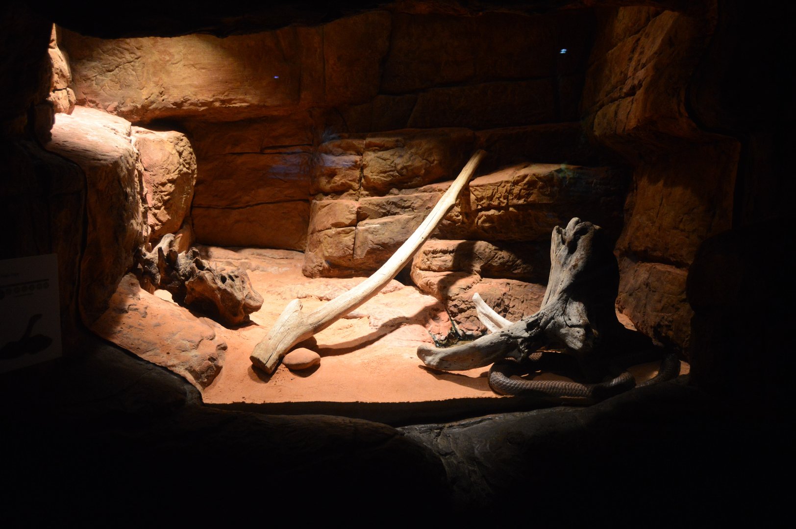 Restless Planet - Egyptian Cobra (Naja haje) Exhibit