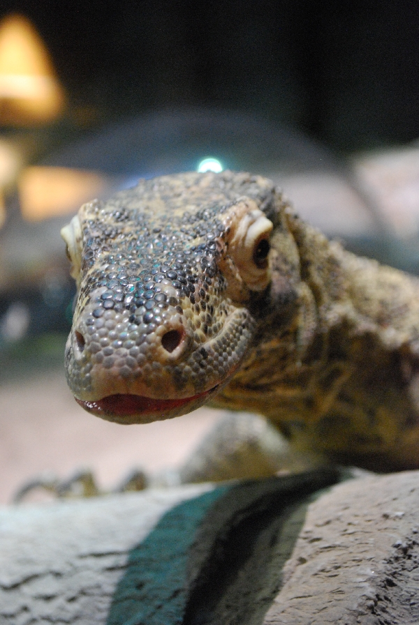 Restless Planet Exhibits