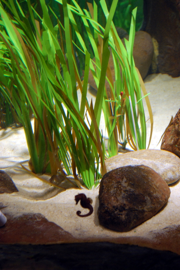 Restless Planet Exhibits