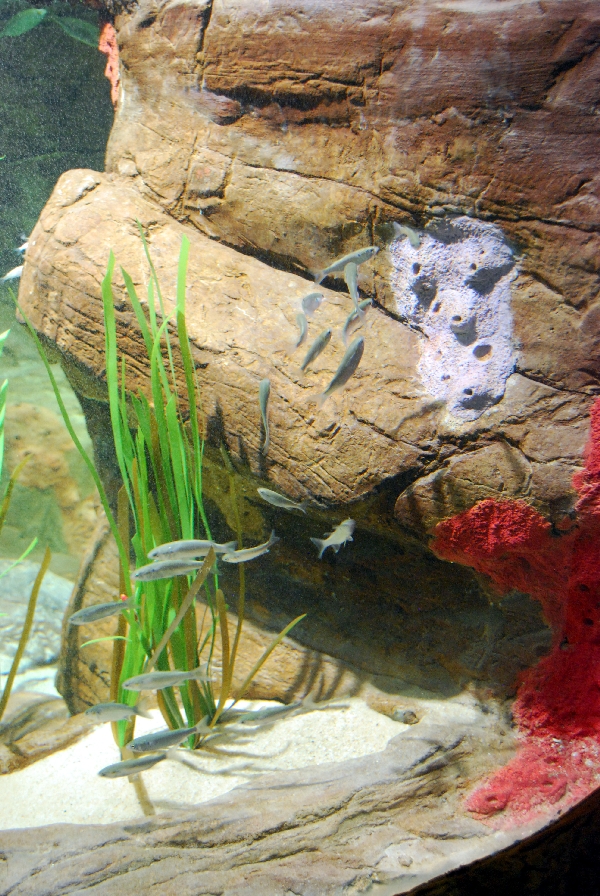 Restless Planet Exhibits