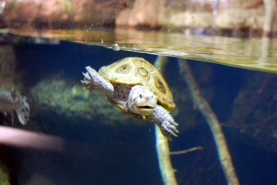 Restless Planet Exhibits