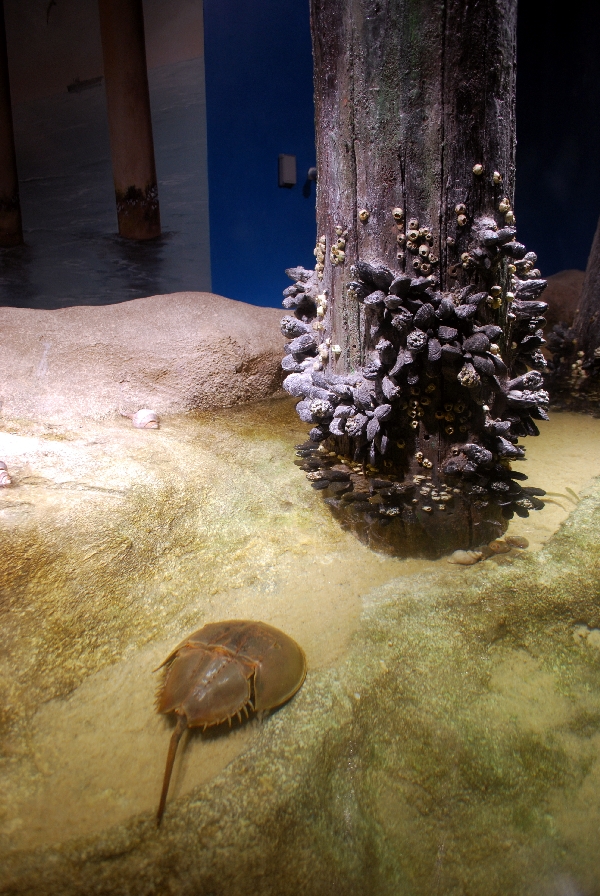 Restless Planet Exhibits