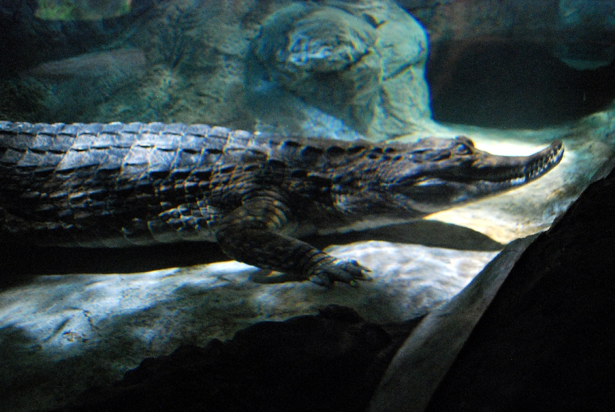 Restless Planet Exhibits