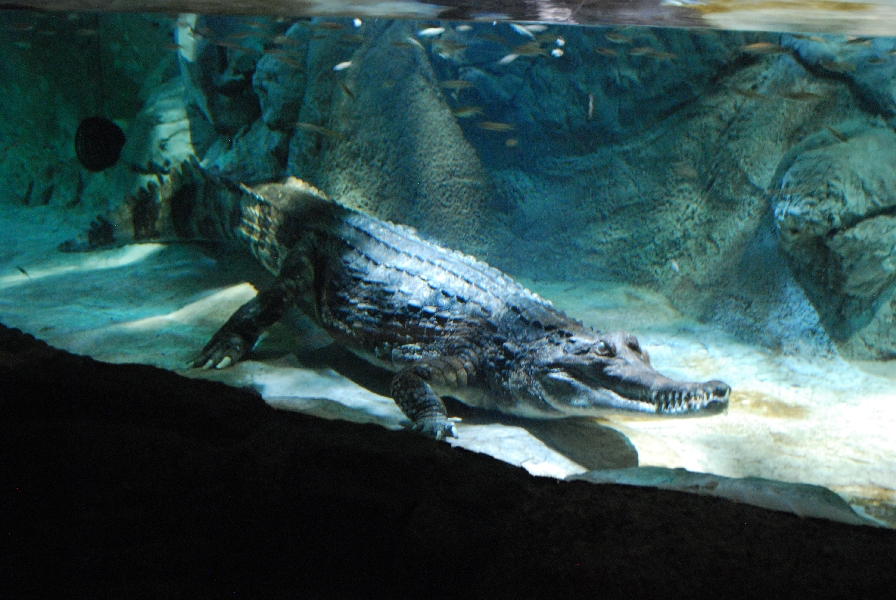 Restless Planet Exhibits