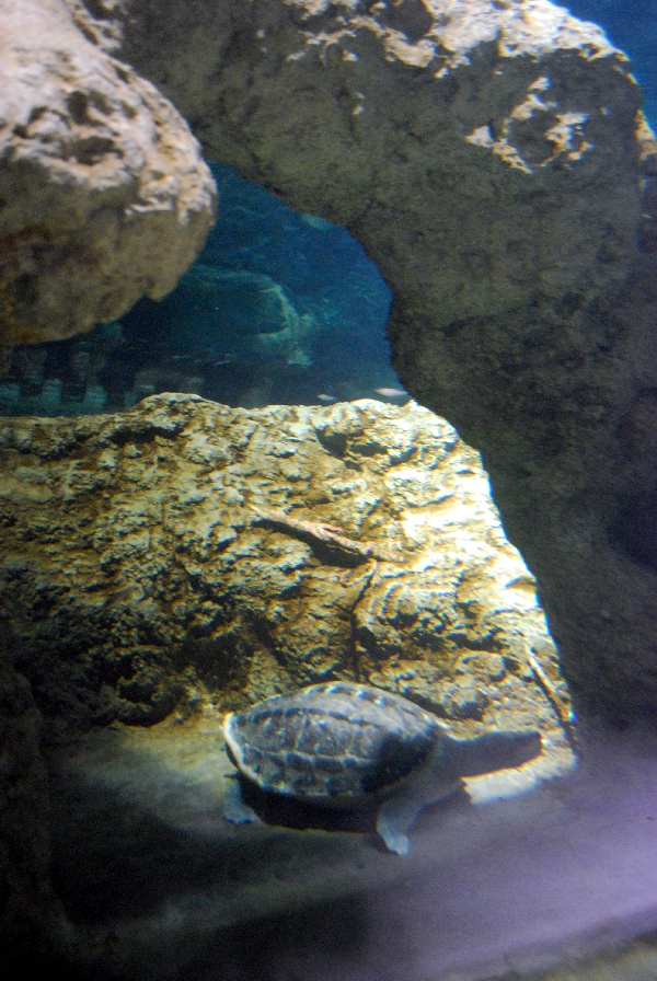 Restless Planet Exhibits