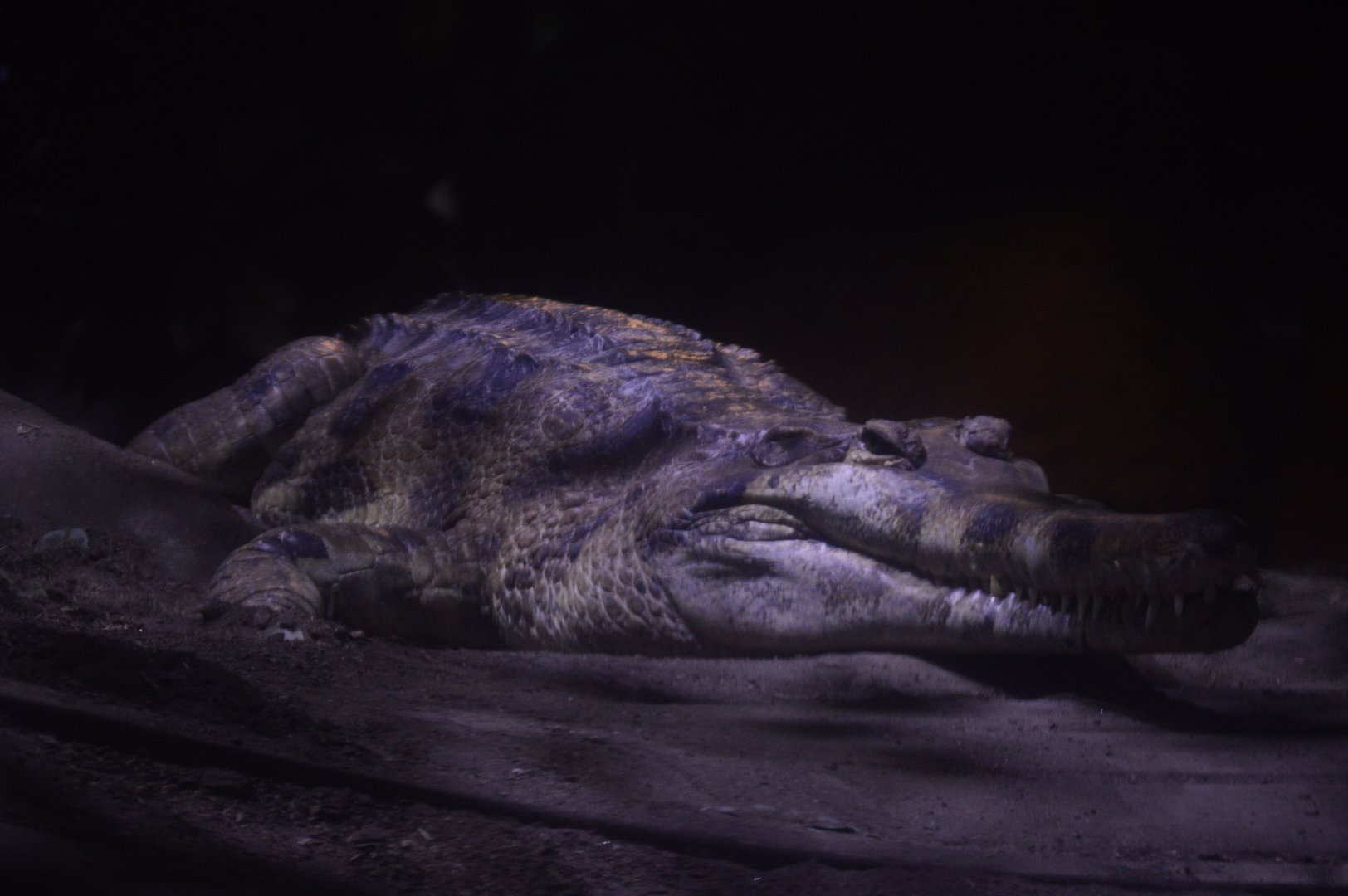 Restless Planet - False Gharial (Tomistoma schlegelii)