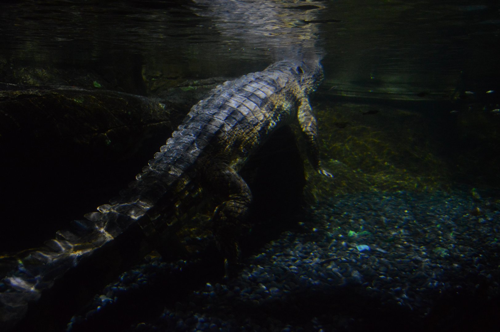 Restless Planet - False Gharial (Tomistoma schlegelii)
