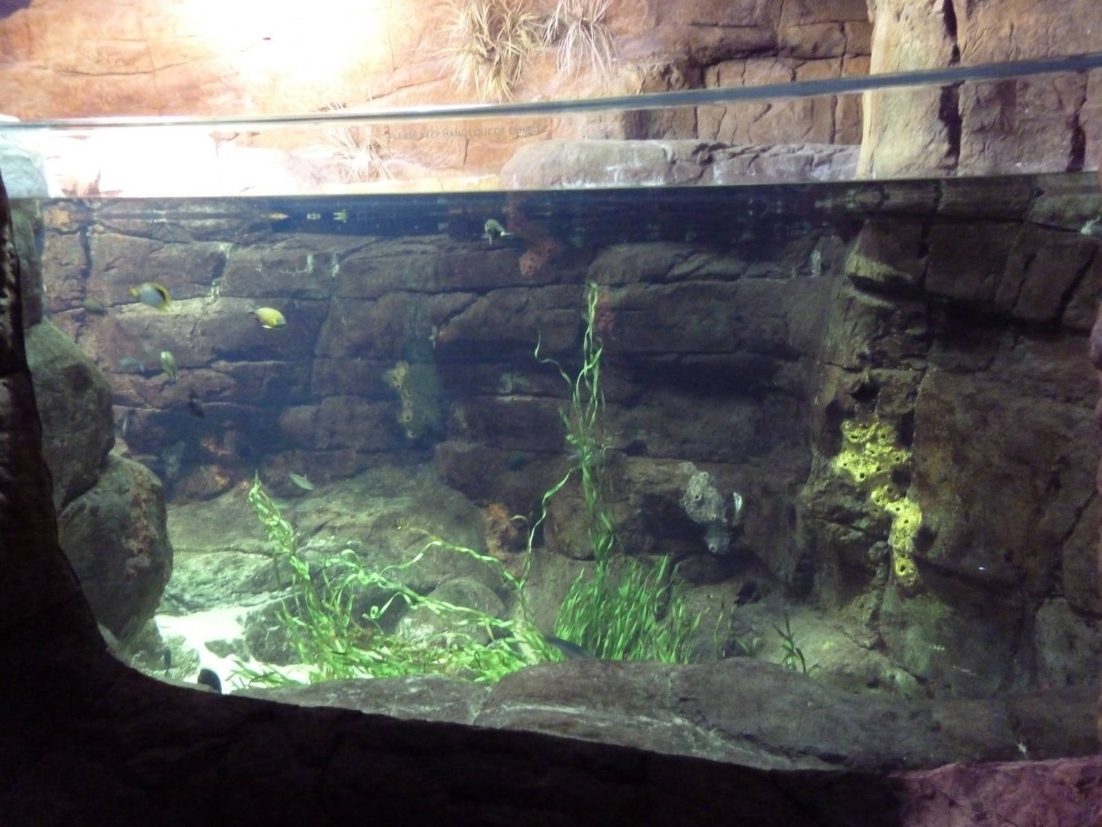 Restless Planet - Fish Tank