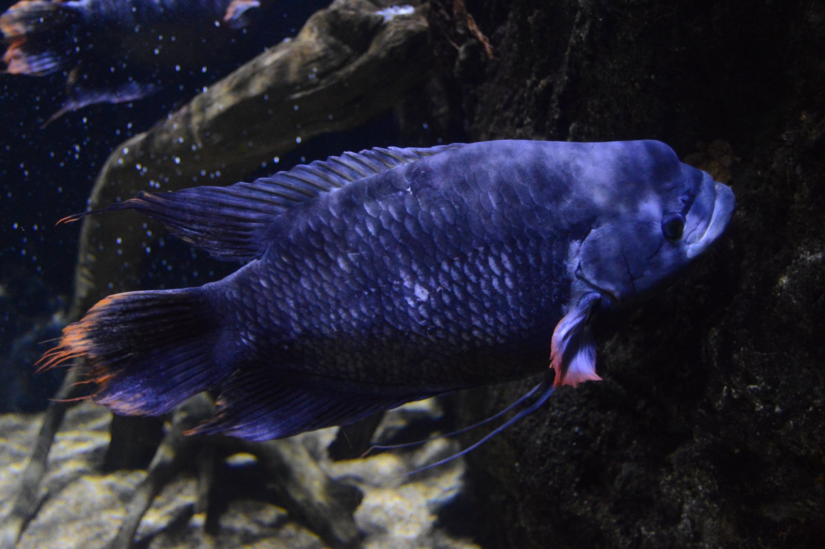 Restless Planet - Giant Gourami (Osphronemus goramy)