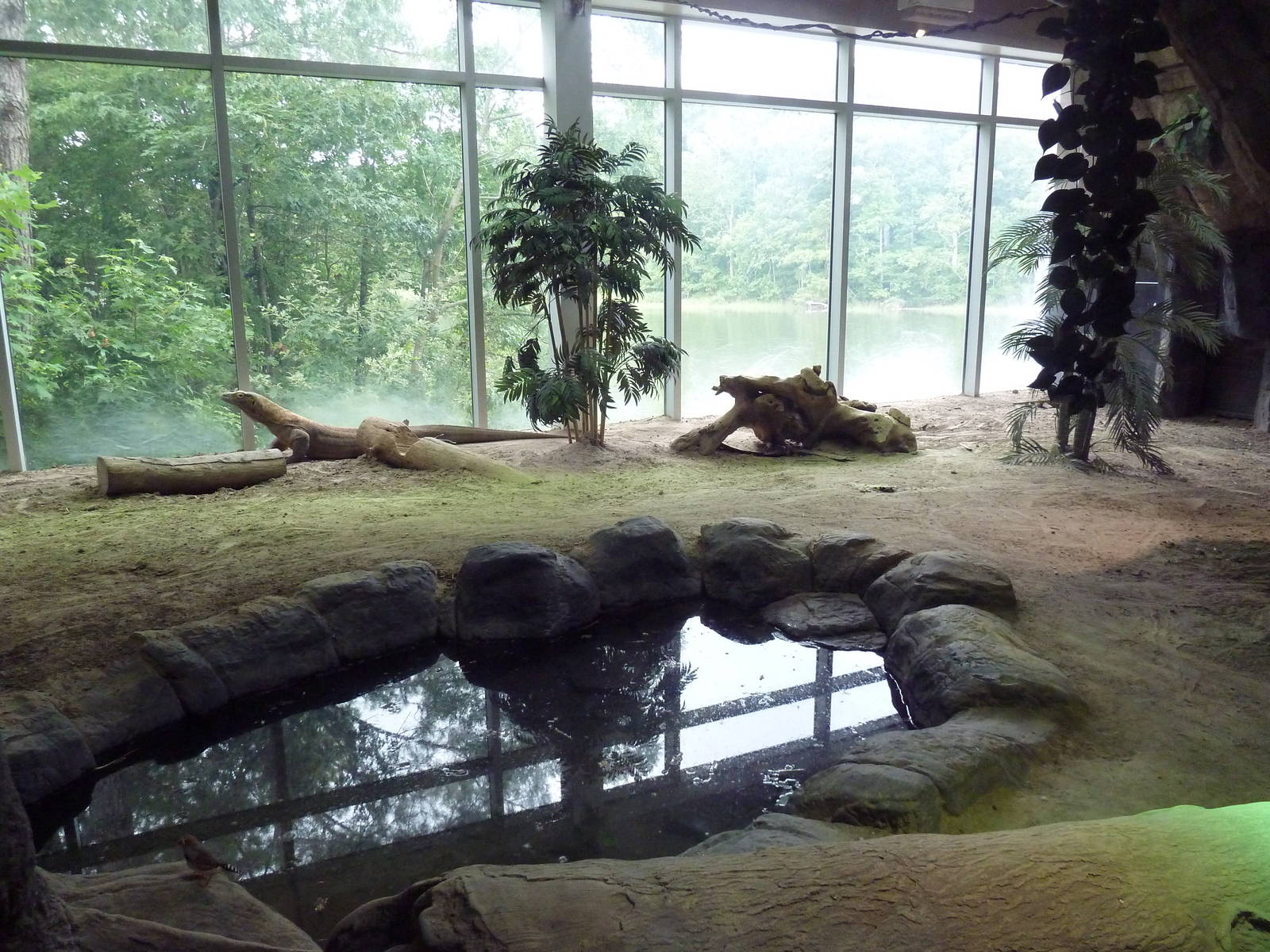 Restless Planet - Komodo Dragon Exhibit