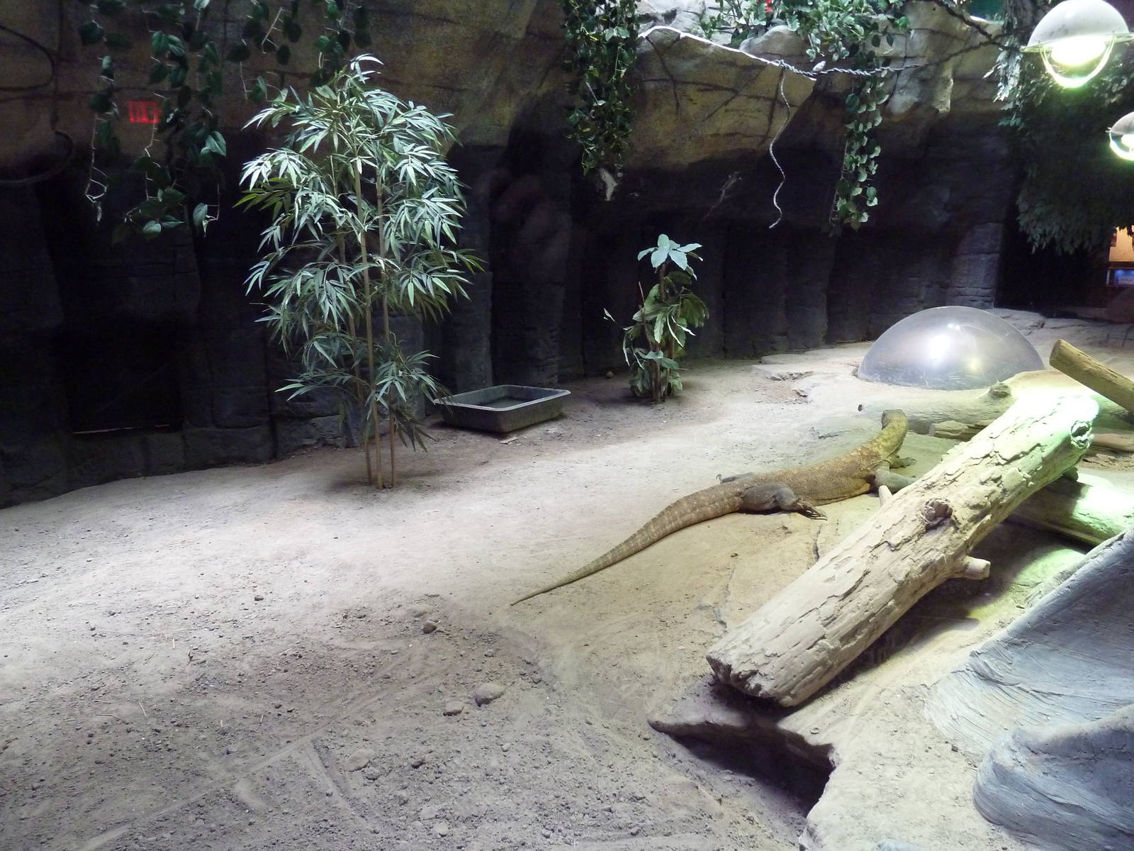 Restless Planet - Komodo Dragon Exhibit