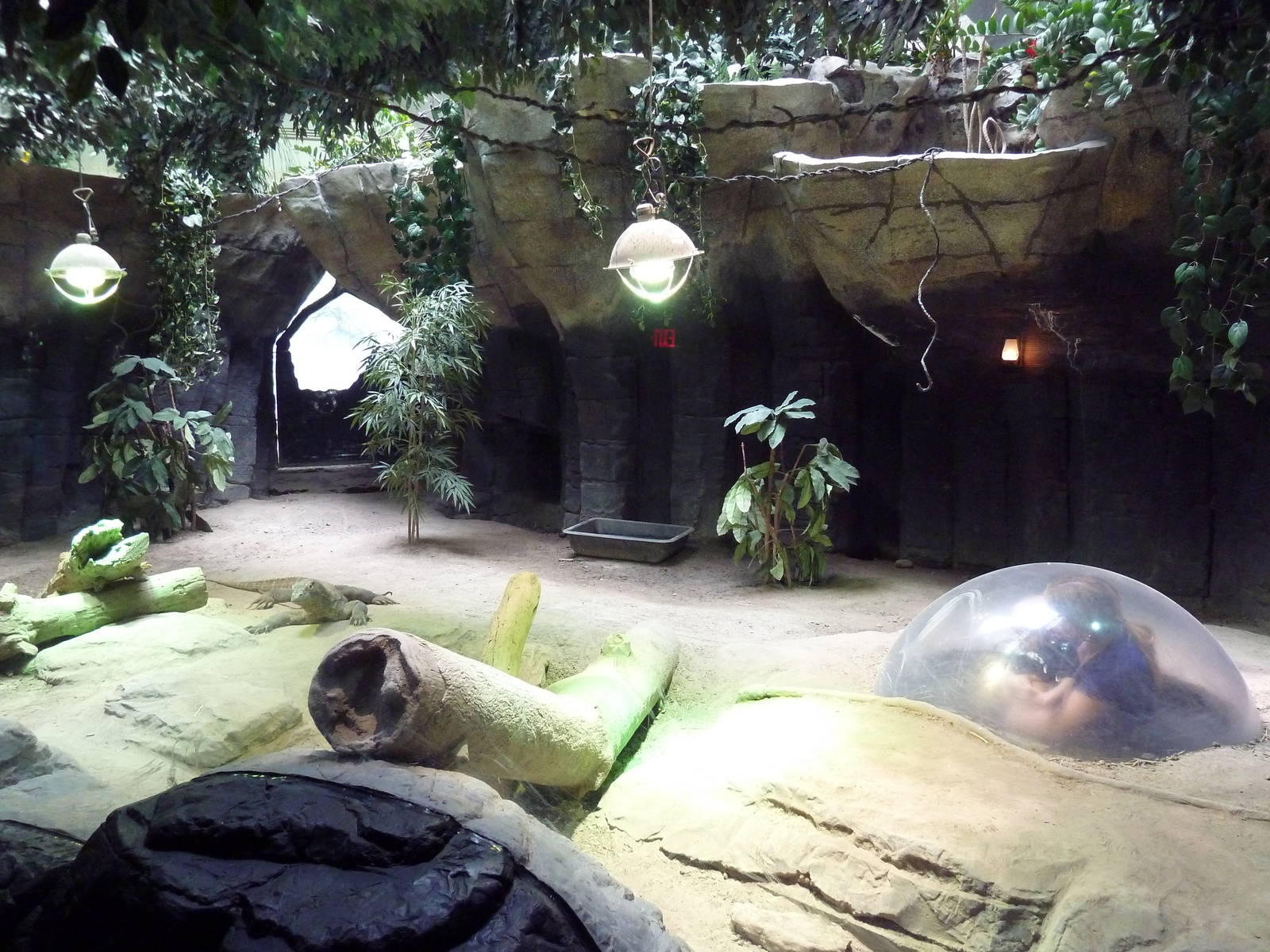 Restless Planet - Komodo Dragon Exhibit