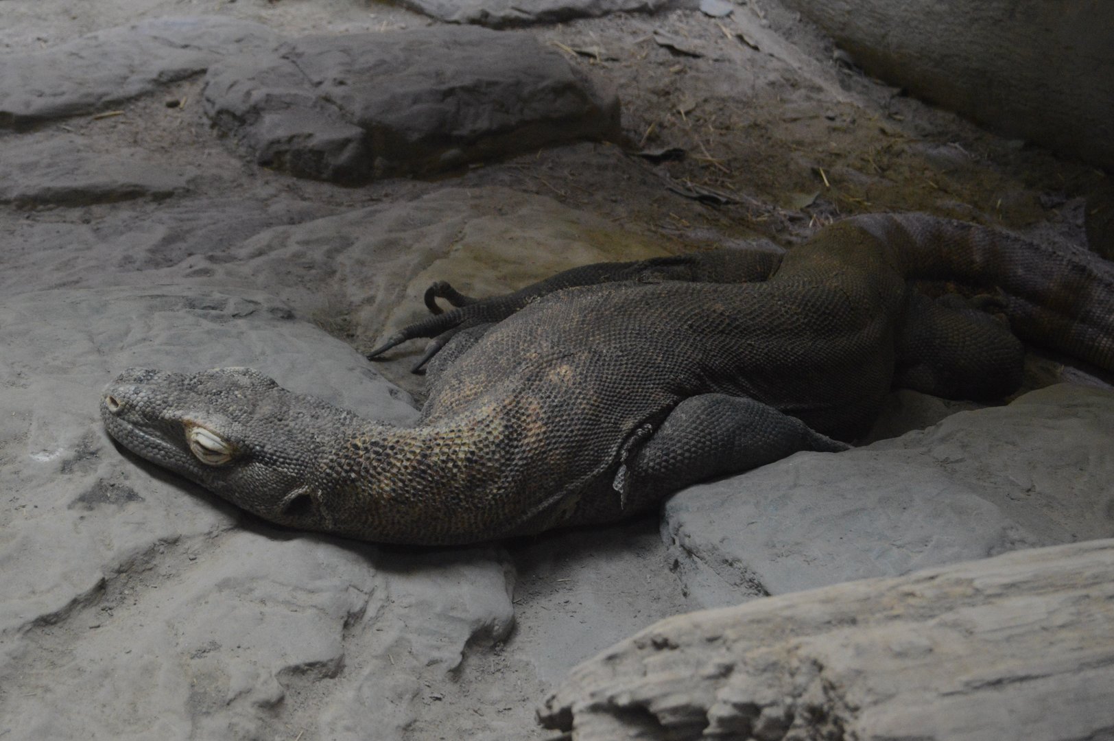 Restless Planet - Komodo Dragon (Varanus komodoensis)