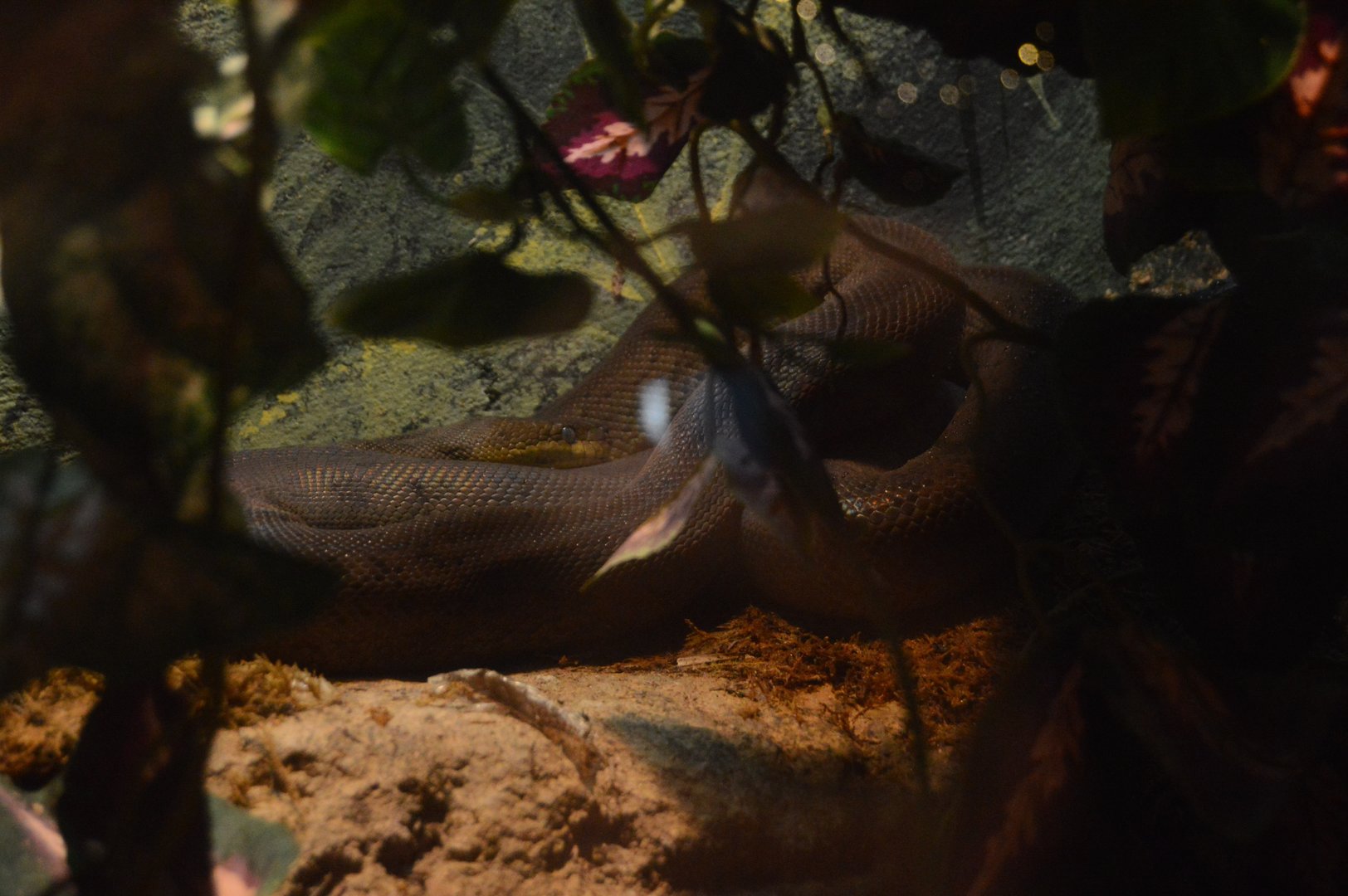 Restless Planet - Macklot's Python (Liasis mackloti)