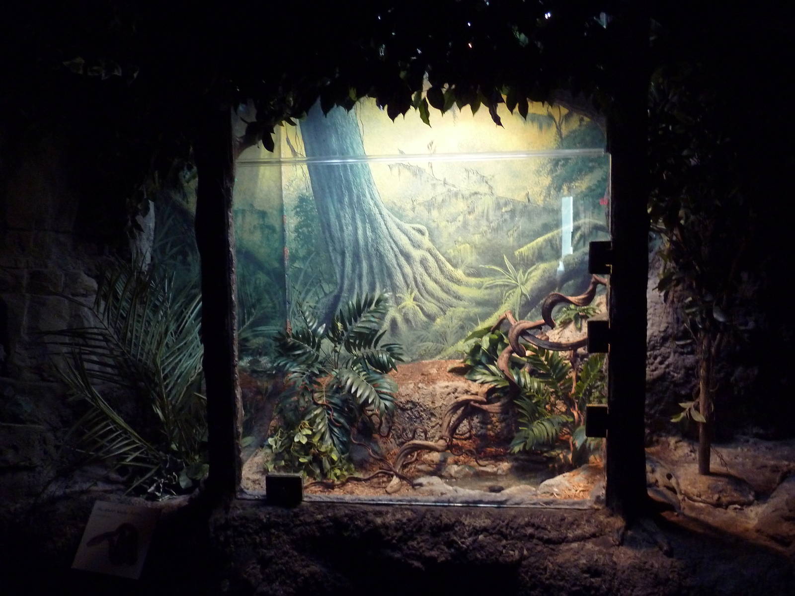 Restless Planet - Macklott's Water Python Exhibit