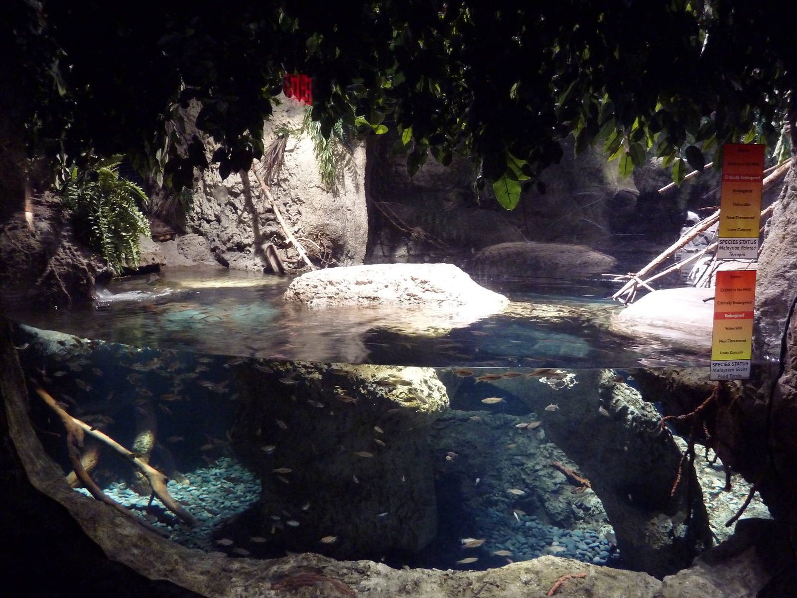 Restless Planet - Malaysian Giant Pond Turtle/Painted Terrapin Exhibit