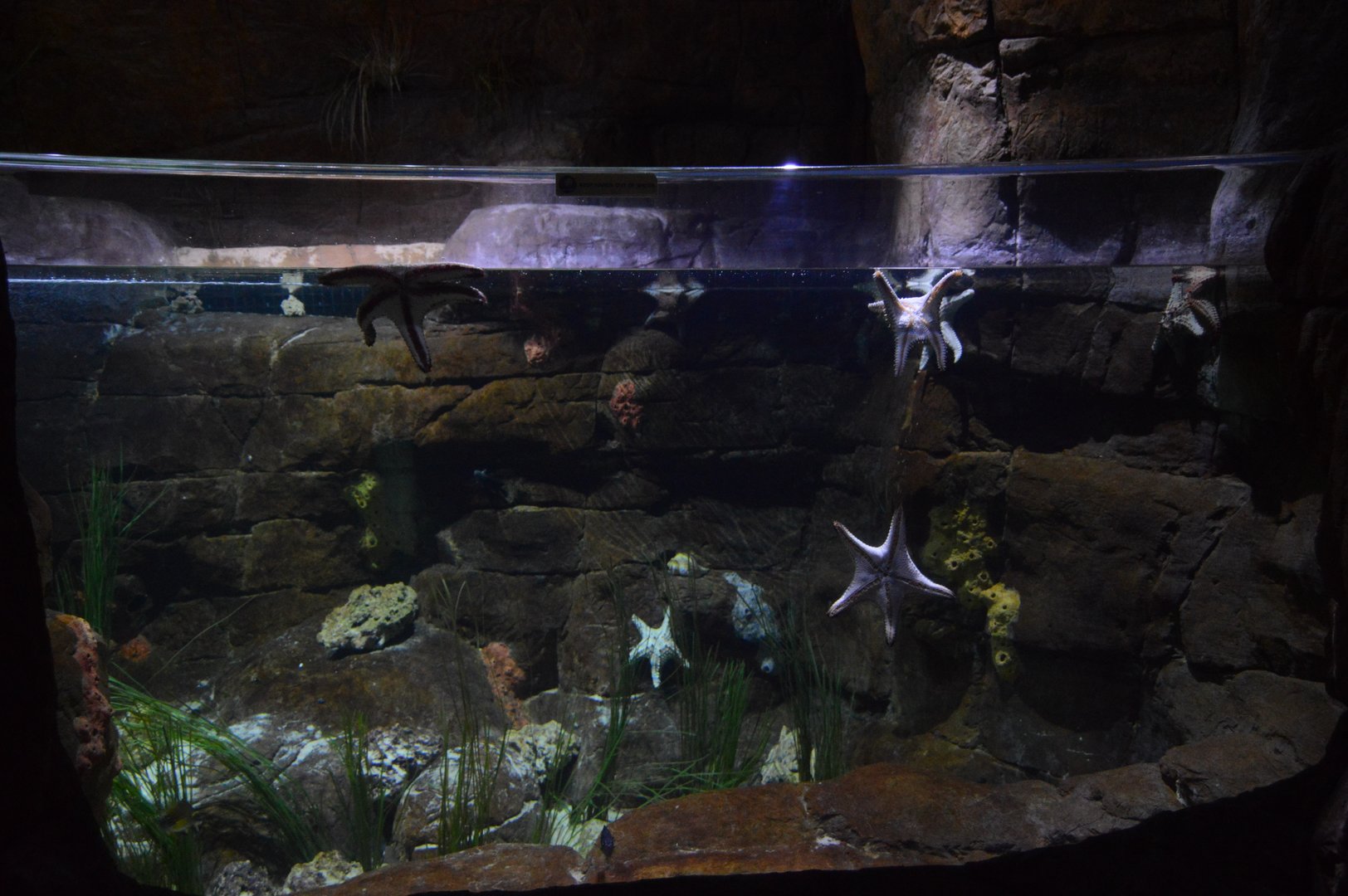 Restless Planet - Mediterranean Sea Exhibit