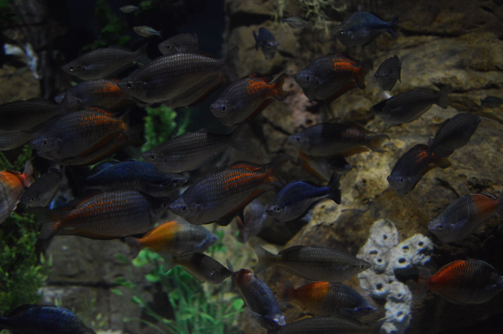 Restless Planet - Rainbowfishes