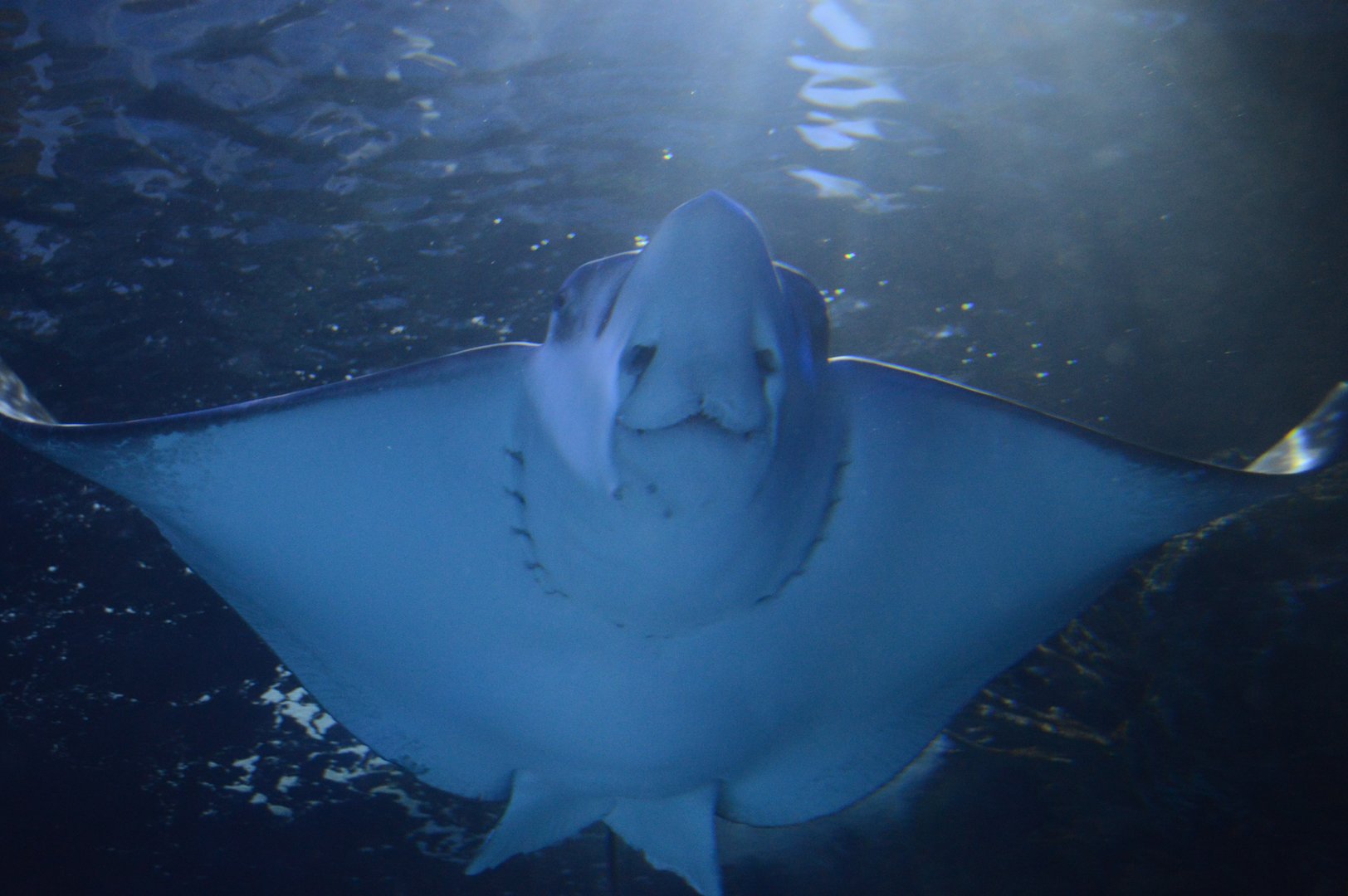 Restless Planet - Red Sea Tunnel - Spotted Eagle Ray (Aetobatus narinari)