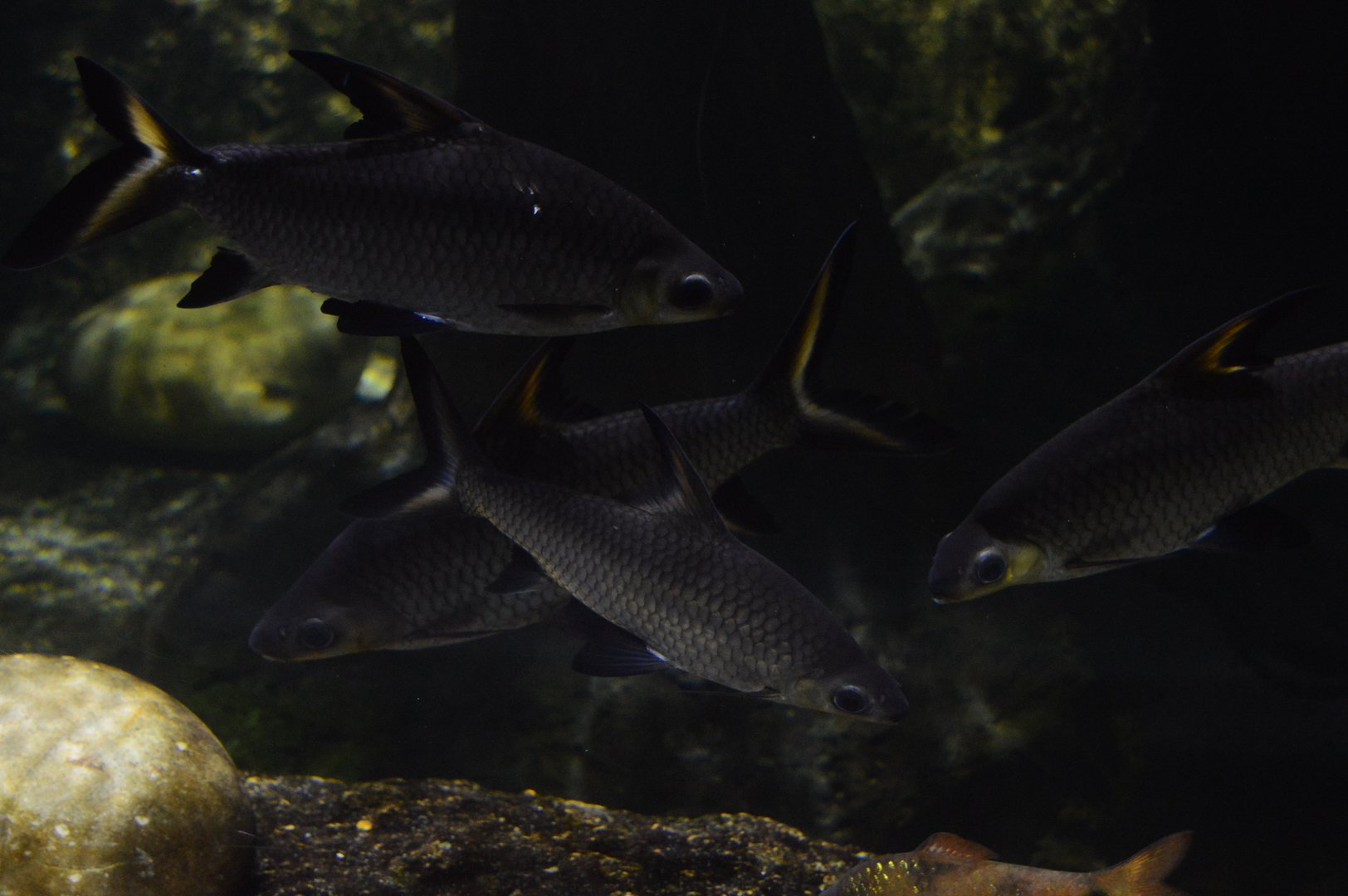 Restless Planet - Tricolor Sharkminnow (Balantiocheilos melanopterus)