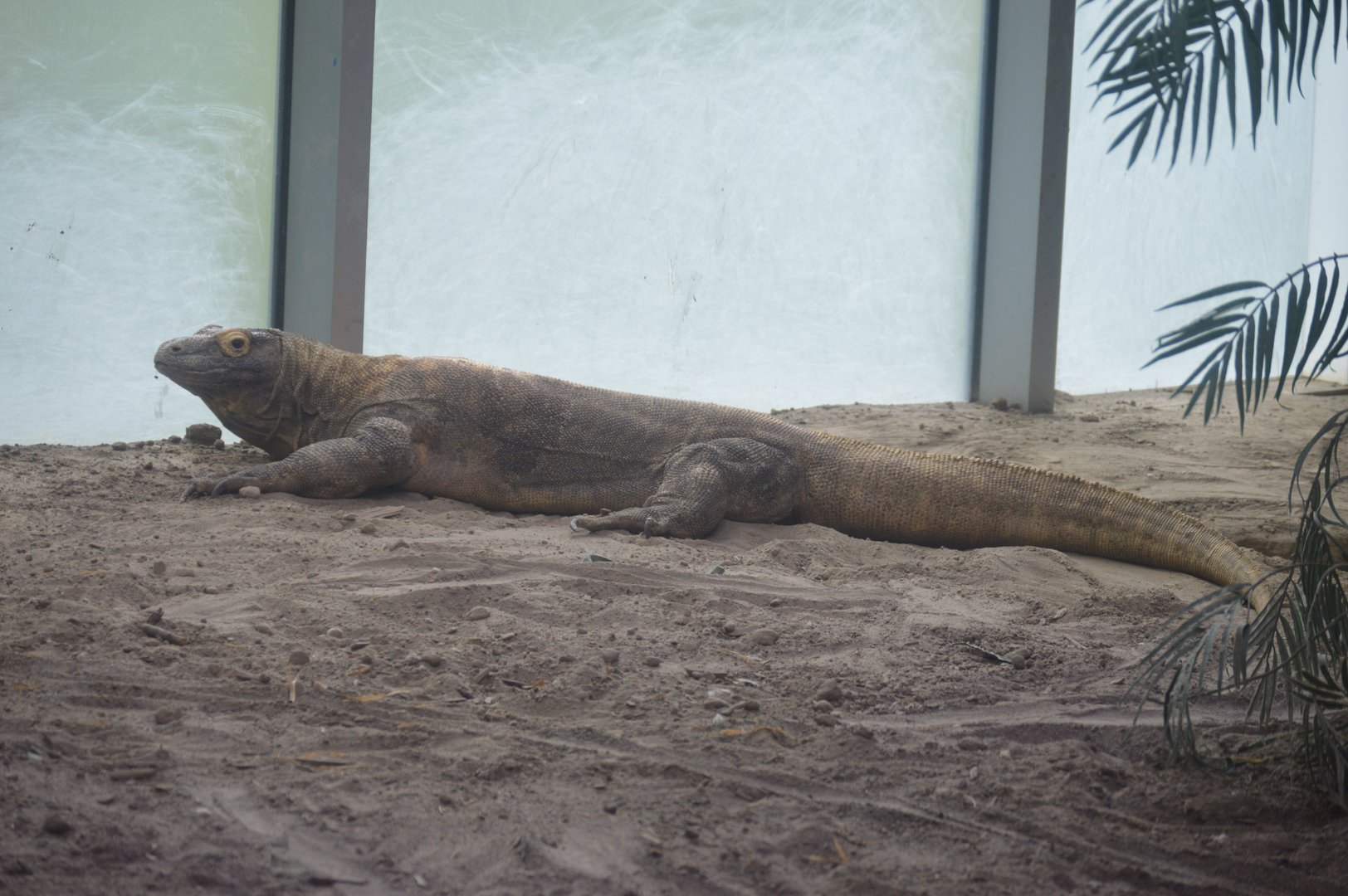 Restless Planet - Volcanic Island - Komodo Dragon (Varanus komodoensis)