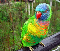 Result of cross-breeding(?)