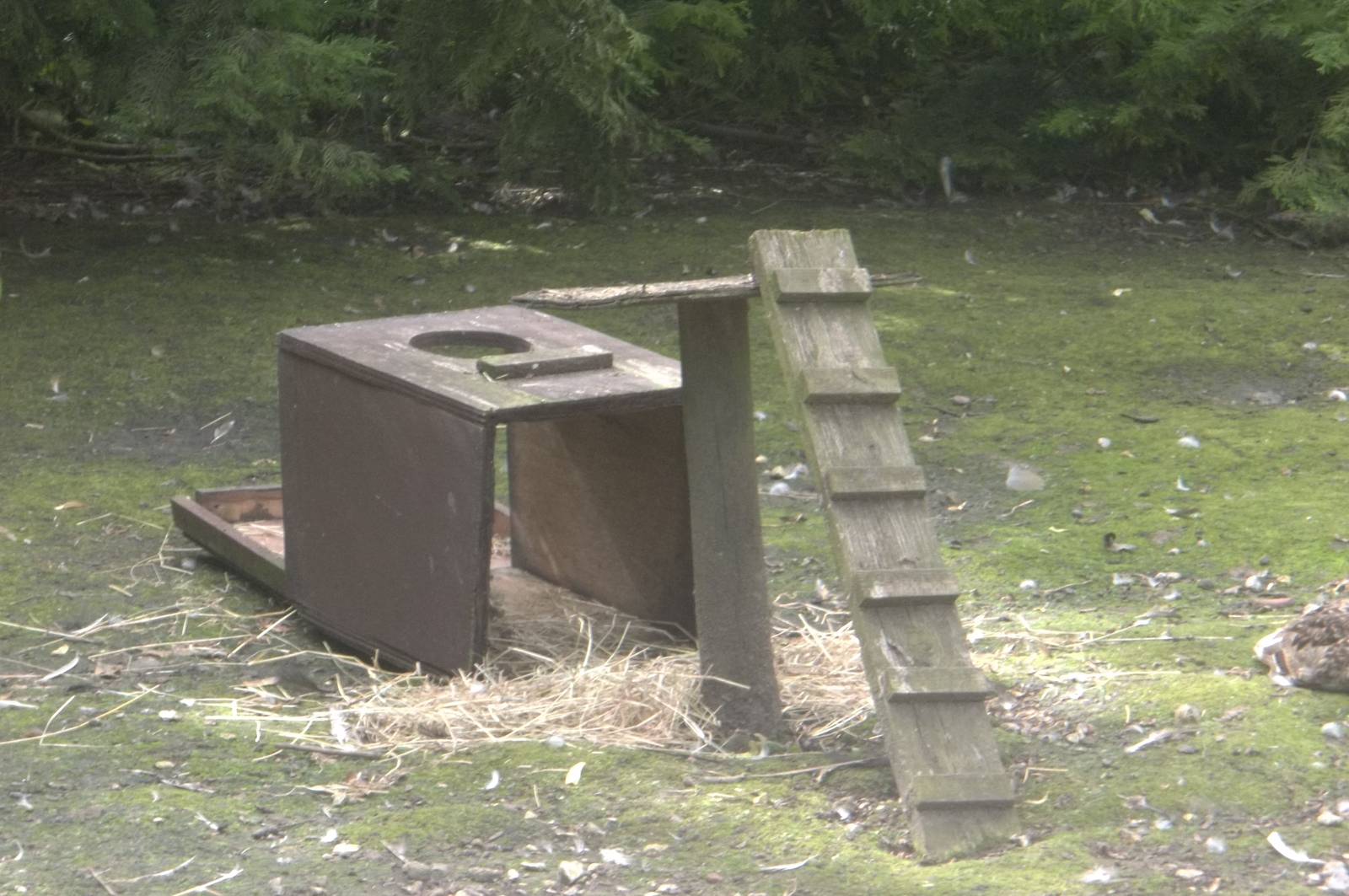 Result of Peacock vandalism, 3rd July 2016