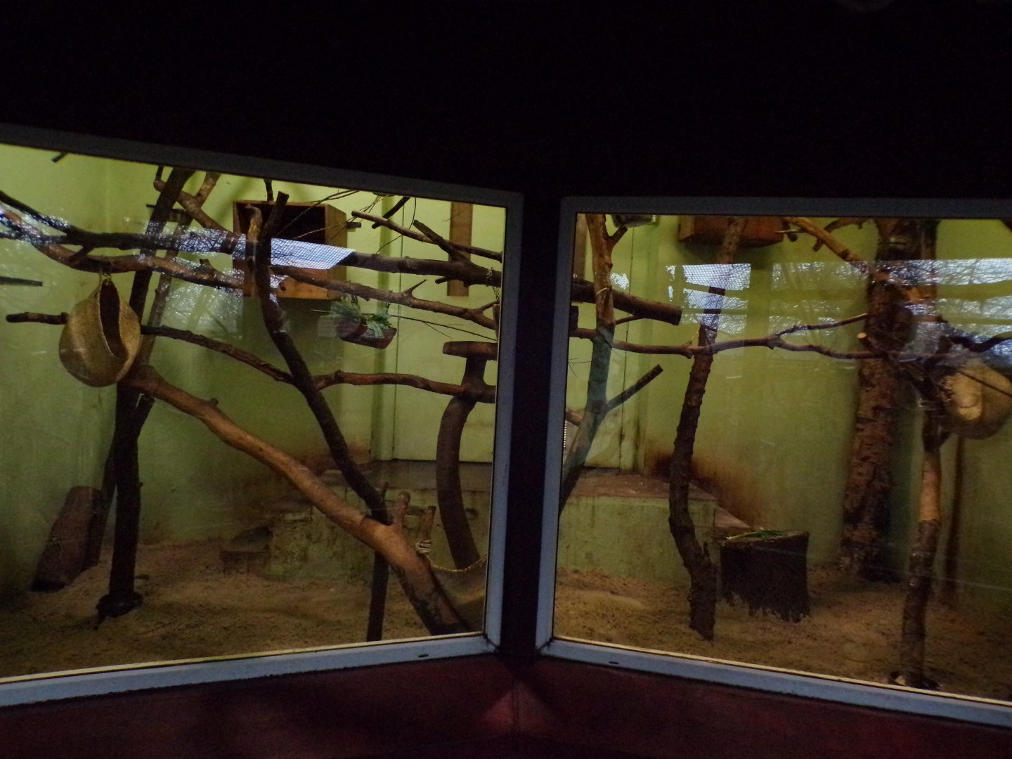 Resurfaced indoor cloud rat enclosure 27.12.24