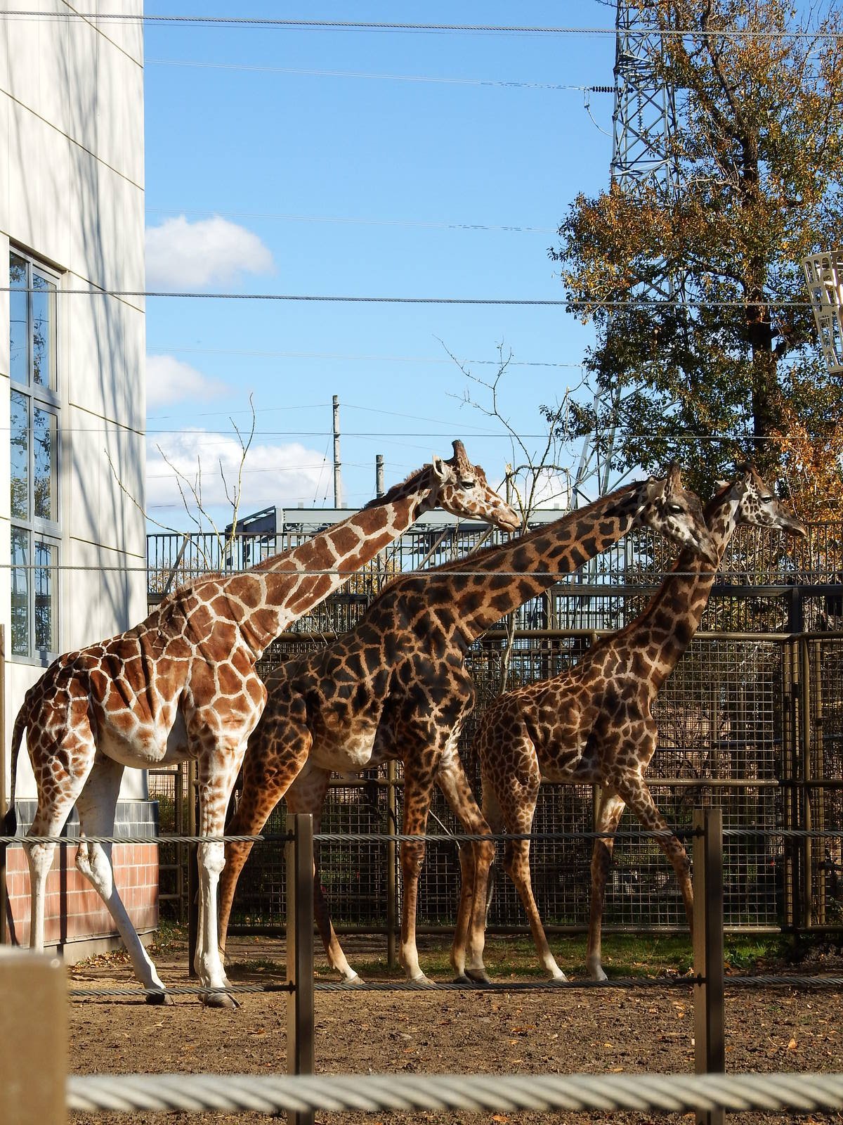 Retic and Masai Giraffes