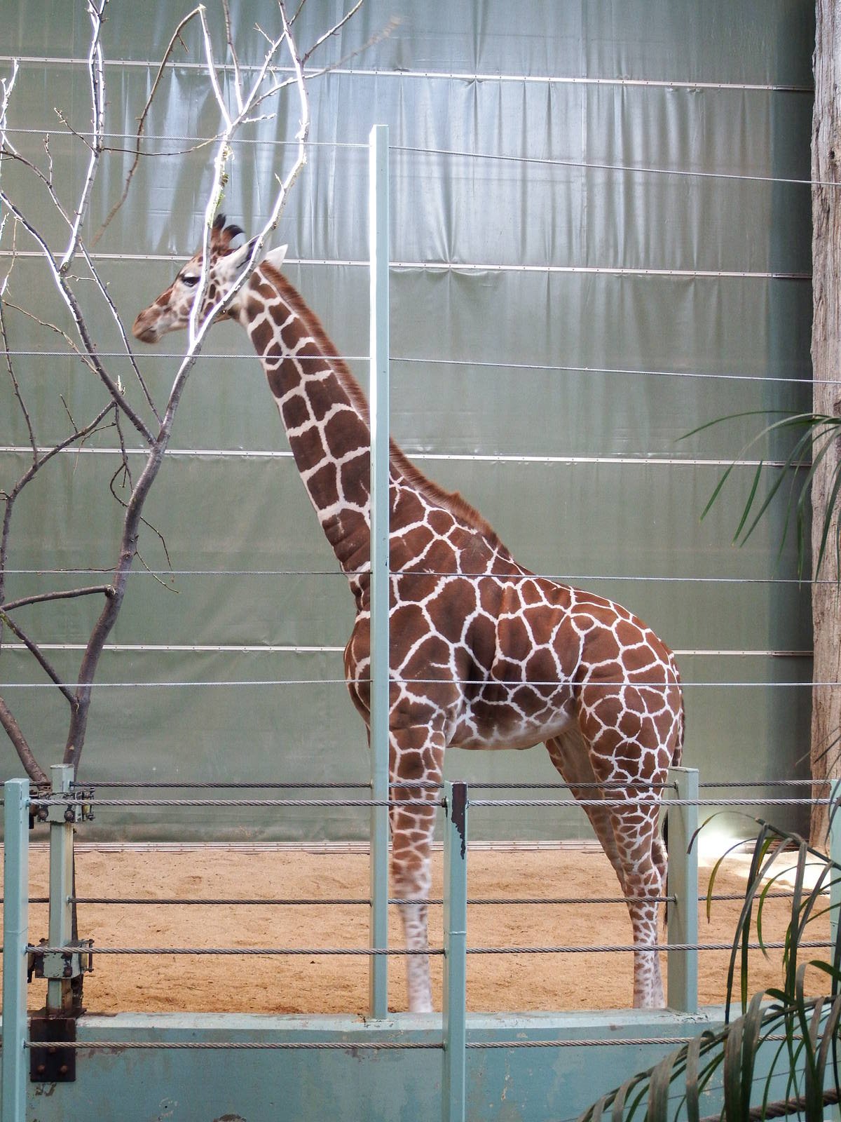 Retic x Masai Giraffe Hybrid