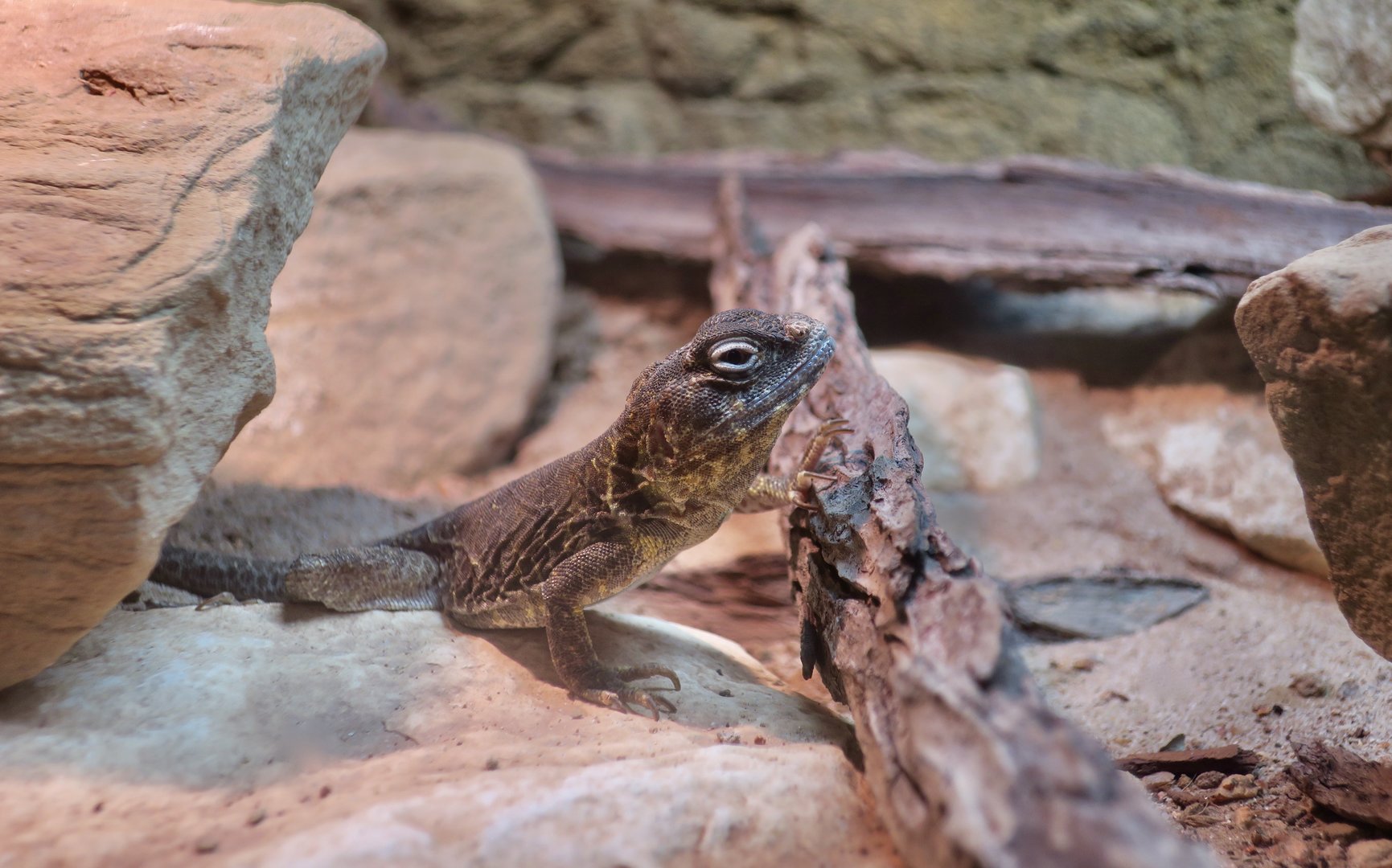 Reticulate Collared Lizard (Crotaphytus reticulatus)