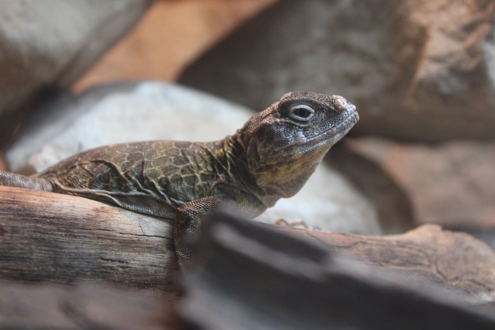 Reticulate Collared Lizard